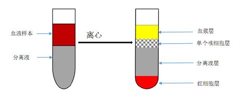 人全血单个核细胞分离液 FICOLL配置