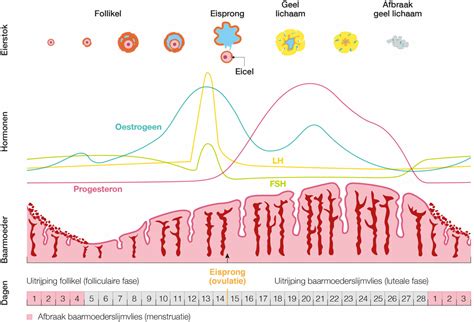 De Rol Van Hormonen Regelaars Voor Cyclus En Eisprong