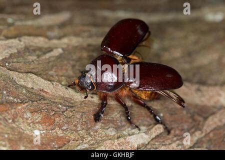 Nashornkäfer, Weibchen, Nashorn-Käfer, Oryctes nasicornis, European rhinoceros beetle ...