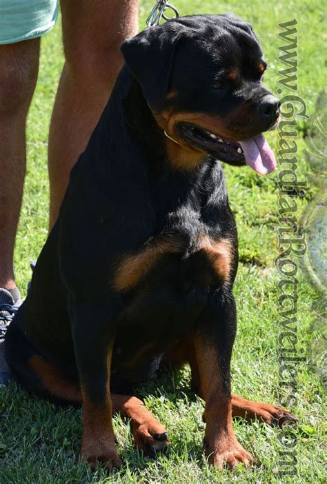 Iskrrena Of Nicolas Lion Guardian Rottweilers