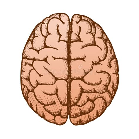 Hoofd Orgaan Van De Menselijke Hersenen Vintage Vector Bovenaanzicht
