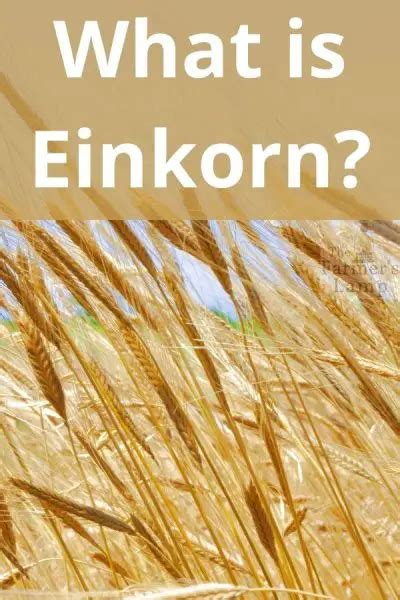 What Is Einkorn Flour And What Are Its Benefits The Farmer S Lamp