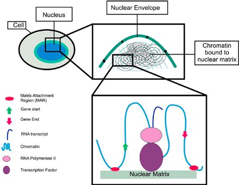 Nuclear Matrix Model. Nuclear matrix attachment regions (MARs) may ...