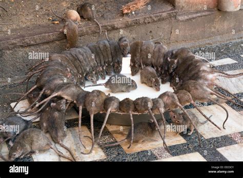 India Rajasthan Bikaner Deshnoke Karni Mata Temple Famous For Rat