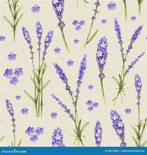 Lavender Flower Illustrations Stock Illustration Illustration Of