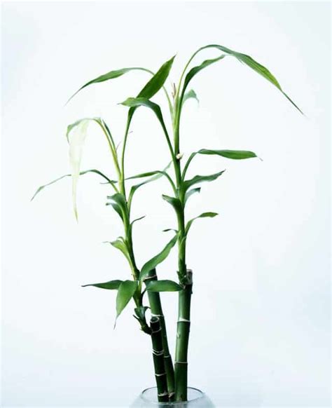 Indoor Bamboo Plant Care Guide Honest Home Talks