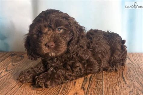 Cockapoo Puppy For Sale Near Akron Canton Ohio F Cb