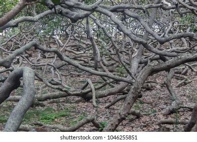 118 Largest Cashew Tree In The World Stock Photos Images Photography