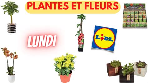 ARRIVAGE LIDL PLANTES ET FLEURS 6 Mars 2023 9 OFFRES PUB