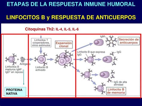 Ppt Componentes Y Funciones Del Sistema Inmune Powerpoint The