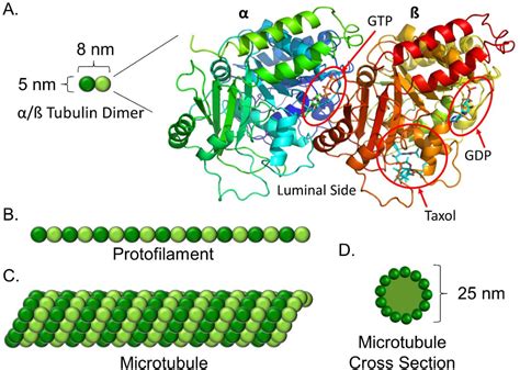 Figure From The Role Of Kinesin In Navigating Microtubule