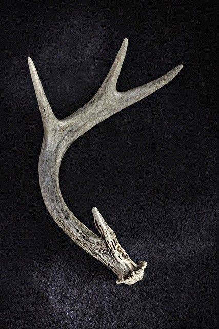 Pin By Michele Sartin On Antlers Antler Illustration Antlers Leg