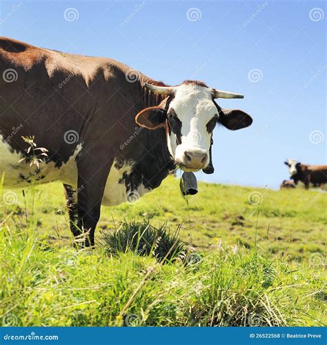 Alpine Cows In Summer Stock Photo Image Of Agriculture 26522568