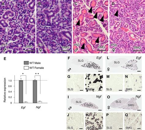 The Evaluation Of Sexual Dimorphism In The Mouse Salivary Glands A Download Scientific