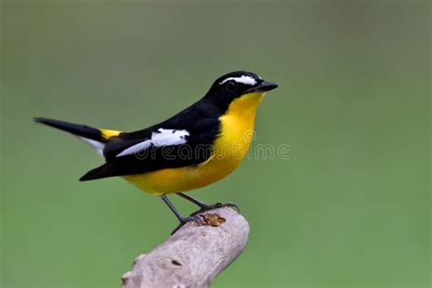 Hermoso Pájaro Amarillo Y Negro Con Plumas Blancas Marcando En H Foto