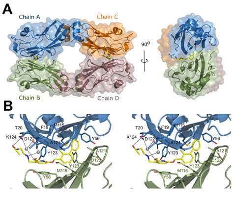 Crystal Structure Of BMS 202 PD L1 Complex A Within The Asymmetric