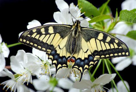 Mariposa Hermosa Que Se Sienta En Una Flor Aislada En Negro Mariposa Y