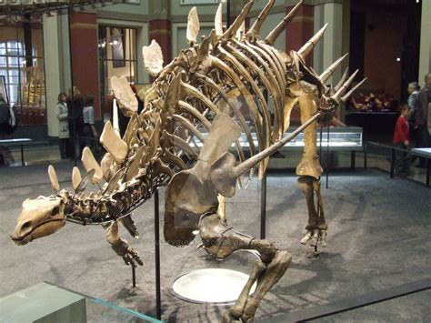 Kentrosaurus | Dinosaurs - Pictures and Facts