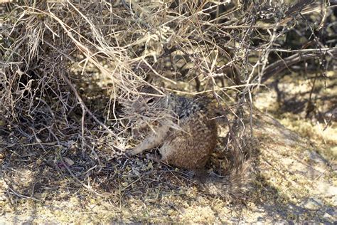 Sciuridae Otospermophilus Variegatus Grammurus Rock Squi Flickr