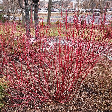 Isanti Red Twig Dogwood For Sale | The Tree Center