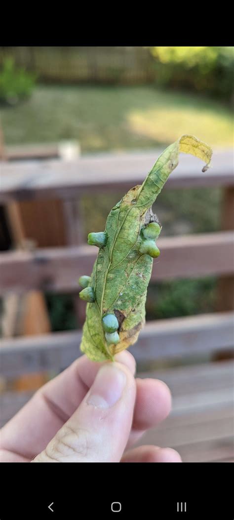 Are These Insect Eggs And Is This Enough Leaf To Identify R Arbors