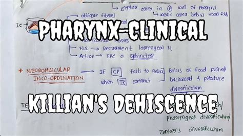 Pharynx 7 Killians Dehiscence Clinical Anatomy Youtube