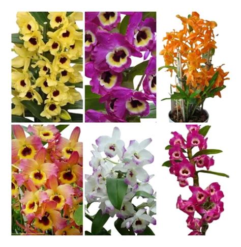 Pacote Mudas De Orquidea Dendrobium Lindas Promo O Parcelamento