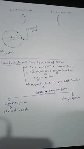 Difference Between Gymnosperms And Angiosperms Filo