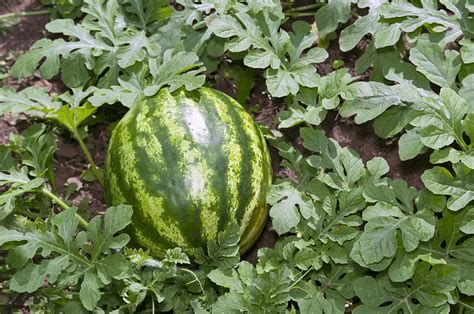 Cómo cultivar sandías a partir de semillas Trucos Para Tu hogar