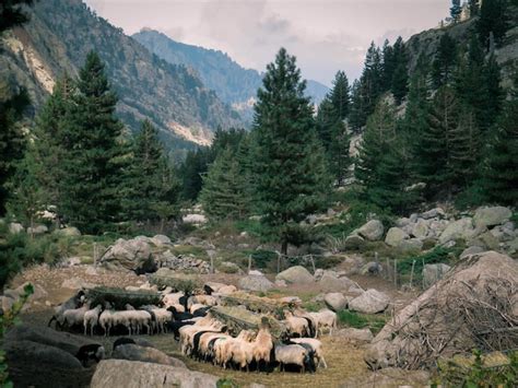 Premium Photo Flock Of Sheep Standing On Land Against Trees