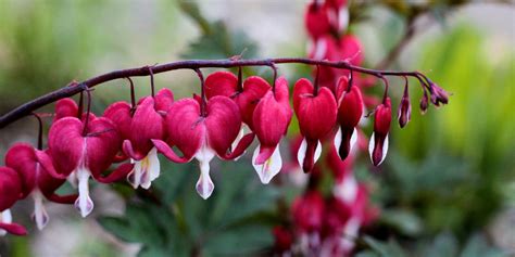 Dicentra Cura E Coltivazione Codiferro Master Gardener