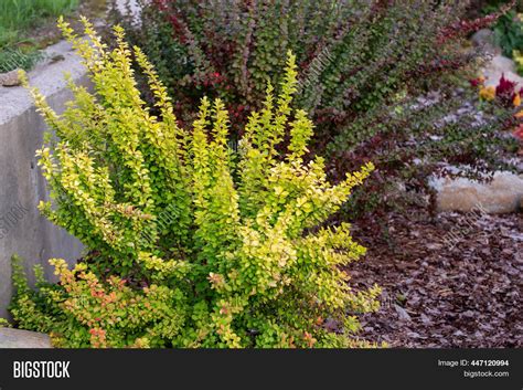 Bushes Japanese Image And Photo Free Trial Bigstock