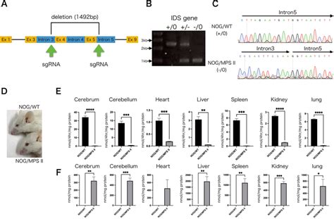 Biochemical Characterization Of Nog Mps Ii Mice A Scheme Of Target