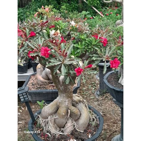 Jual Adenium Super Jumbo Bunga Tumpuk Jenis Merah Dan Putih Shopee