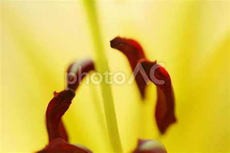 チューリップの花粉をマクロ撮影 No 24637174｜写真素材なら「写真ac」無料（フリー）ダウンロードok