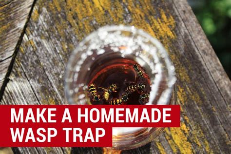 Best Wasp And Hornet Traps [updated For 2019] Effective Wasp Traps