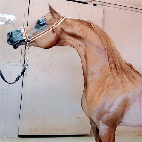 Pin By Lisa Brown On Arabian Head Shots Arabian Horse Horses Arabians