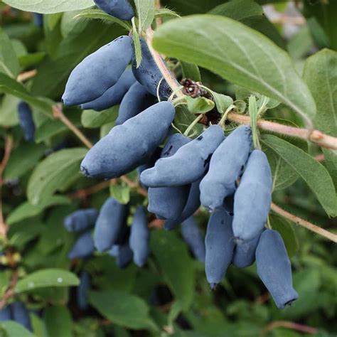 100 Seeds Lonicera caerulea, Honeyberry, Honeysuckle Seeds ,Black Bear — Seeds And Smiles - Buy ...