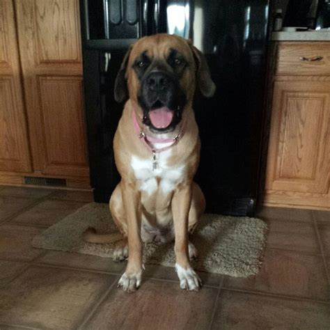 Ellie- St Bermastiff (Saint Bernard/English mastiff mix) 15 months. 140 ...