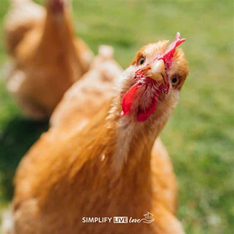 Tips To Choose The Best Breed Of Chicken For Your Homestead Simplify