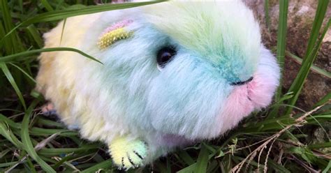 All Things Guinea Pig: Rainbow guinea pig