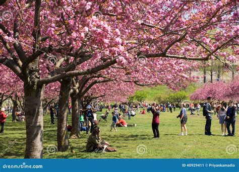 Cherry Blossom Trees Lined at Brooklyn Botanical G Editorial Photo ...