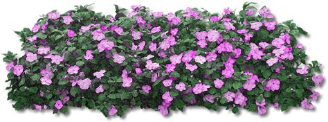 Download Fiori Viola Png Pink Flower Bush Png Full Size Png Image