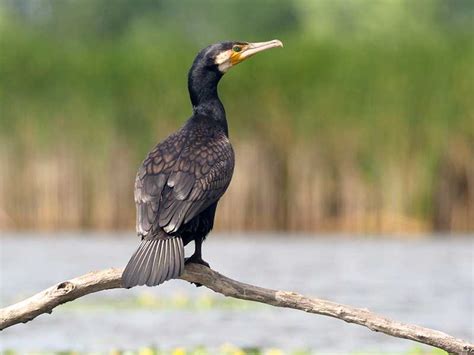 Great Cormorant Phalacrocorax Carbo John Moore Museum