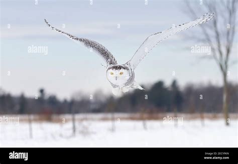 Snowy Owl Bubo Scandiacus Spreads Its Wings As He Takes Off From A