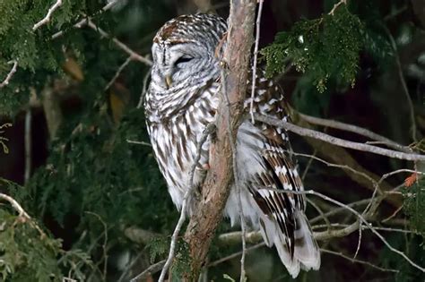 Owls In Nebraska 9 Species With Pictures Wildlife Informer