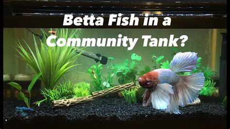 Can A Betta Fish Live With Other Fish YouTube