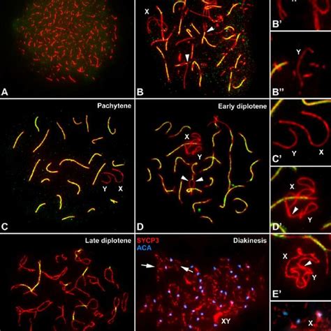 Immunolabeling Of Spread Spermatocytes With Anti Sycp Red And