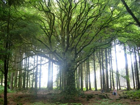 The 18 Most Beautiful Trees In The World