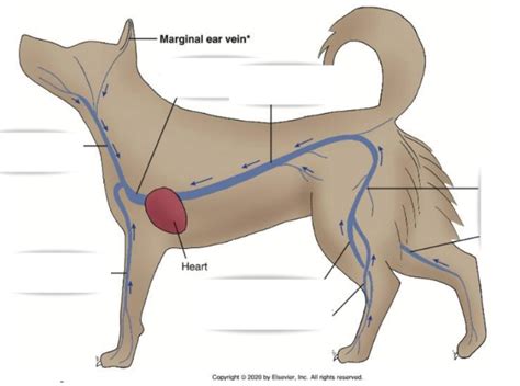 Veins Diagram Diagram | Quizlet